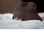cutest hat cat