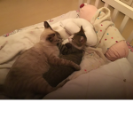 Pandinhas wilsu e hestela