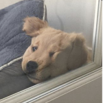 ʀᴜᴛʜʟᴇss