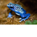 Frog's Clothing Shop
