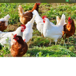 SAVAGE CHICKENS ARMY