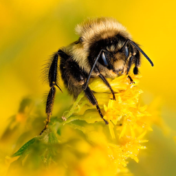 WIZZ BEE GANG FIGHTING ARENA