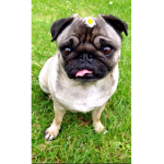 Pug Army forever!