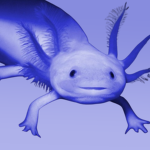 The Blue Axolotl Team!