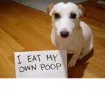 Poop Eaterss