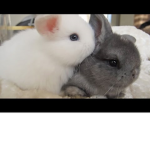 bunnylover