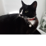 The Kitty Cat :D
