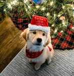 NorthPaws