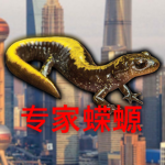 Shanghai Salamanders
