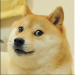Epic Doge~