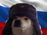 THE DOGE HEROS!