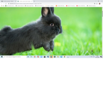 clu cute bunny