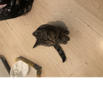 Le club des chat