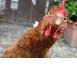 the real chickens