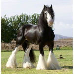 Horse Riders For Life
