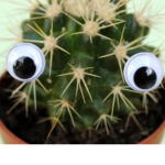 The cactus-club