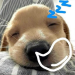PUPCLUB ᐢ. .ᐢ