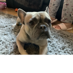 Bellatrix the french bulldog