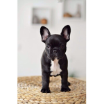 French bulldog FANS!!