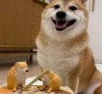 Kiwi's cool community!