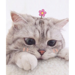 🌷