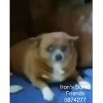 Irons bored friends
