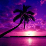 Tropical Productions!