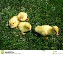 WOW, ducks!