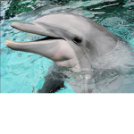 -|Dolphin Army|-