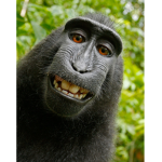 The monkeys :D