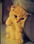 CUTE ANIMALS FOREVER!