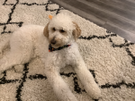 My dog bella!