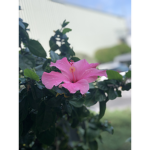 Fun flower
