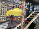 Love birds!!