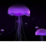 Lavender Legends