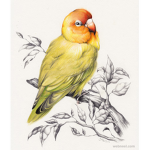 Birds Forever