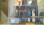 BUDGIE BIRB GANG
