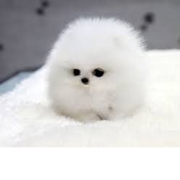 DOG BALL