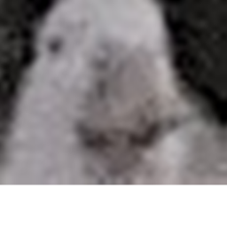 Wall's Obby