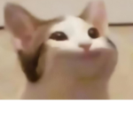 popcat group official