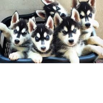 Siberian_husky
