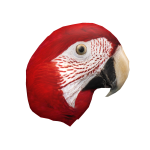 Red macaw Head