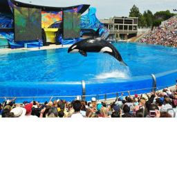 Dolphin stadium