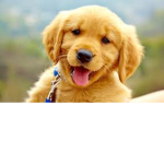 puppy shete plaz