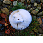 Artic Foxes <3