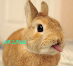 P!NK BUNN!ES