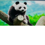 Pandas r going extinct