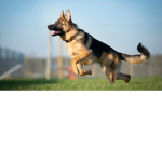 ireallylikedoglets
