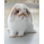 Bunny noodles