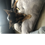 #lovepuppies